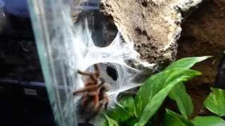 Kopulacja / Mating Avicularia versicolor 23.11.2014