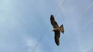 Amazing Black kite free fly on lake || chil training💥💯