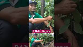 BIBIT MERANTI MERAH MAYAU DI PERSEMAIAN