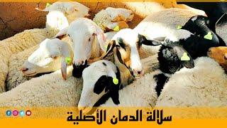 عملية الوشم سلالة الدمان الحرة تمت بنجاح