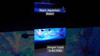 Penampakan kolam ikan dalam rumah #aquarium #aquascape #aquatank