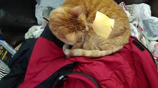 Throwing cheese on my cat for 20 subscribers