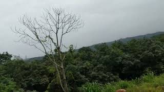 Train journey through hills and forests