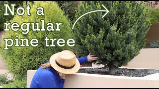 Homeowner Discovers Extremely Rare Pine Species