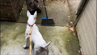 Bull Terrier Vs. Broom 🐕 🧹