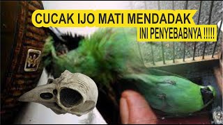 CUCAK IJO MATI MENDADAK @  INI PENYEBABNYA