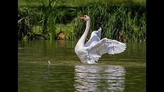 Rural Romania's Wild Side: A Secret World of Rare Creatures