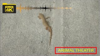 Lizard Gecko at Home Wall 4k video សំលេងចីងចក់យំ Lizard Gecko afraid and hide home wall video