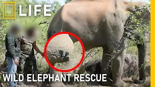 Miracles do happen, the inspiring rescue of a wounded elephant | Animal rescue compilation.