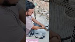 How to make pigeon house #pigeon #bird #nafeespigeon #shorts #shortsviral