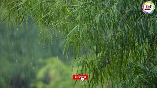 Long Shot of Torrential Rain Fall In a Tropical Forest