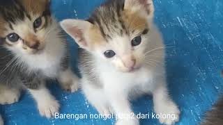 Anak kucing🐱 5 ekor, nongol barengan dari kolong tempat sembunyi kalau malam tidur "Yuk support".