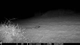 Badger caught on night-vision camera at Sharpham