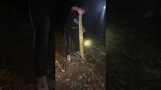 Besar banget 😱‼️ ular ini ditemukan bule 🇪🇸 #fypシ #viral #kingcobra #ular #fyp #snake