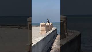 Sea Bird @ Red Sea Jeddah #seabird  #redsea  #jeddahksa #seabreeze #seawaves