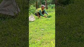 Rumput Pakan Kambing