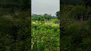 Plant Nursery Visit 💚🌵☘️🕊️       #shorts #shortsfeed #plantation #gogreen #savenature #travel #noida