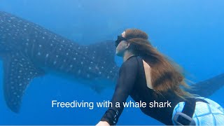 Freediving with a whale shark. Philippines. Alfaksu