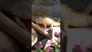 Funny animals #shortvideo #animals