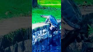 snapping turtle climbs out of pond