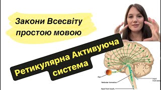 Ретикулярна активуюча система. Секрети мільйонерів.