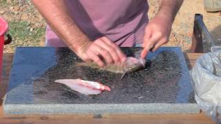 Filleting Redfin - How i do it !!!