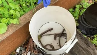 Catching slender salamanders!