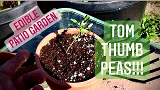 Patio Farming: Growing Tom Thumb Peas