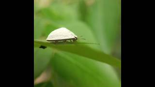 Curry-leaf Tortoise Beetle(Silana farinosa) #bug #macro #insect