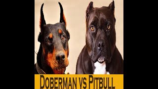 Pitbull dog VS Doberman dog