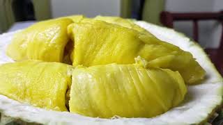 sejarah dan keunggulan durian jenis musang king