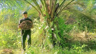 PANEN POKOK PENDEK MENGGUNAKAN CARA CUNGKIL ATAU DISONGGO