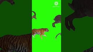 Animal Cartoon Green Screen video running video #greenscreen #lion