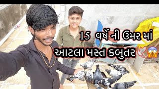 15 વર્ષ ni ઉમર માં આટલા મસ્ત કબુતર ભાઈ ના 🕊️✅ #pigeon #bhanvad #india #gujarat ​⁠​⁠