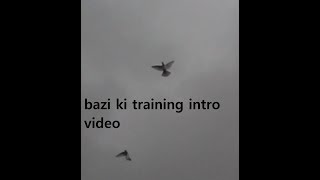 Highflying Pigeons Training Intro video