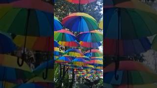 Beautiful umbrella #youtubeshorts