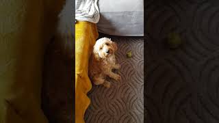 Just eat advert toby the cavapoo singing along