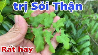 Bài thuốc Dân gian trị Sỏi Thận rất hay . PHAN HẢI Vlog