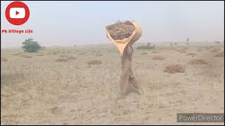 Collecting gram crop/White gram and black gram/چنے کی فصل اکٹھا کرنا/Pk Village Life/pakvillagelife/