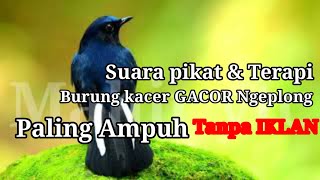 suara burung Kacer gacor ngeplong