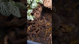 This Goliath loves her food 🥰😍 #spider #arachnid #tarantula #theraphosastirmi  #goliathbirdeater