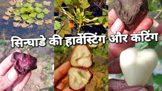 Harvesting and cutting of water chestnuts 🍒🍒 #fruitharvest #farming @gardening_lover7469