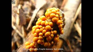 Leocarpus fragilis. Champimaginatis. English Text.