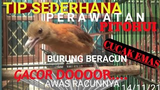 Cara Merawat Burung Pitohui / Burung cucak Emas Agar Gacor