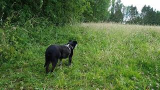 Dans la prairie avec Papounet (2)