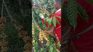 panen kopi klon tugusari bersama pasukan merah. #kopirobusta #pertanian #nature