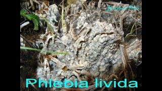 Phlebia livida. Champimaginatis. English Text.