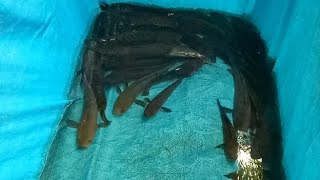 Ikan Gabus Harga Rp 20000/kg