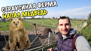 СТРАУСИНАЯ ФЕРМА БИЛАКИ НАПАЛ МЕДВЕДЬ