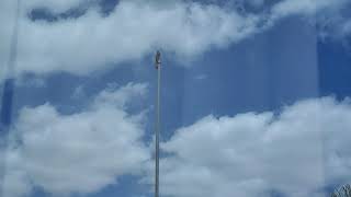 Bird Watching Bird On Flag Pole Bird Flys Off